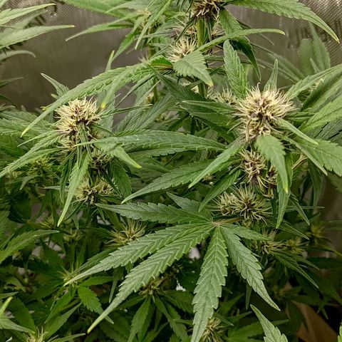 Lemon Cherry Cookies  #3 growlog timeline photo