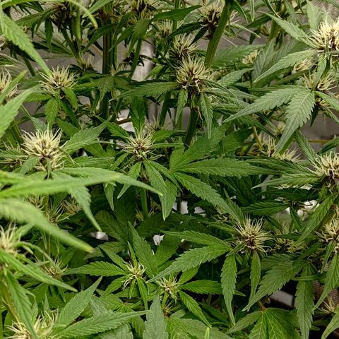 Lemon Cherry Cookies  #1 growlog timeline photo