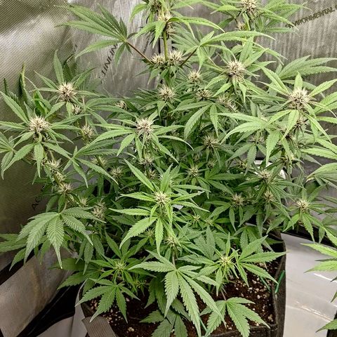 Lemon Cherry Cookies  #1 growlog timeline photo