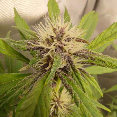 Lemon Cherry Cookies  #1 growlog timeline photo