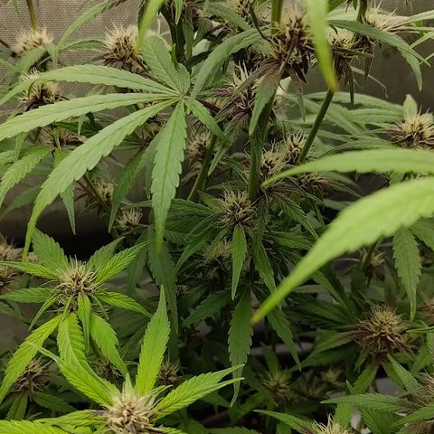 Lemon Cherry Cookies  #2 growlog timeline photo