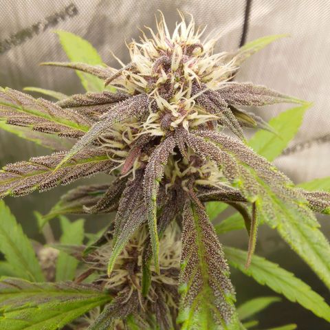 Lemon Cherry Cookies  #2 growlog timeline photo