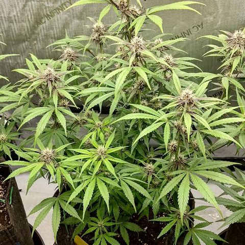 Lemon Cherry Cookies  #2 growlog timeline photo