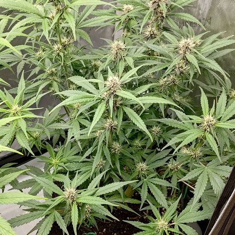 Lemon Cherry Cookies  #3 growlog timeline photo
