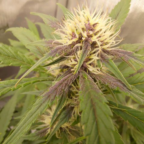 Lemon Cherry Cookies  #3 growlog timeline photo