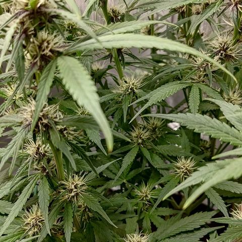 Lemon Cherry Cookies  #3 growlog timeline photo