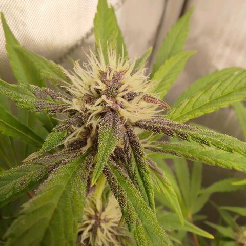 Lemon Cherry Cookies  #1 growlog timeline photo