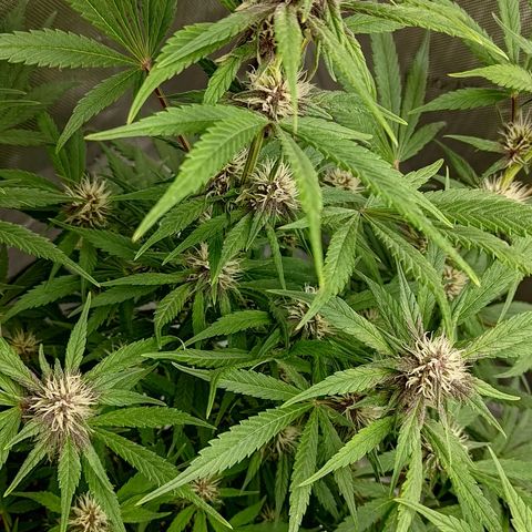 Lemon Cherry Cookies  #1 growlog timeline photo