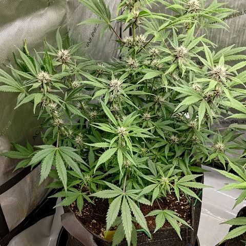 Lemon Cherry Cookies  #1 growlog timeline photo