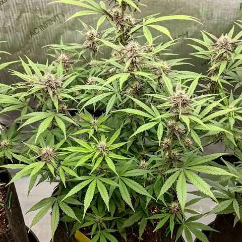 Lemon Cherry Cookies  #2 growlog timeline photo