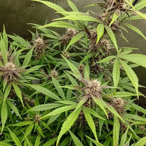 Lemon Cherry Cookies  #2 growlog timeline photo