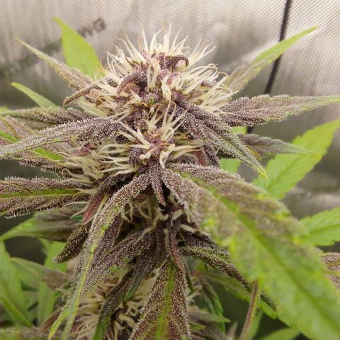Lemon Cherry Cookies  #2 growlog timeline photo