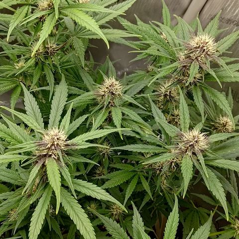 Lemon Cherry Cookies  #3 growlog timeline photo