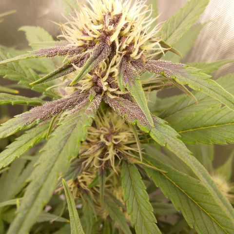 Lemon Cherry Cookies  #3 growlog timeline photo