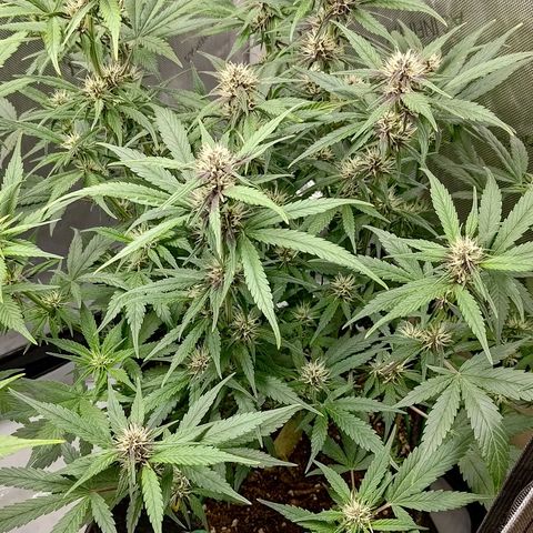 Lemon Cherry Cookies  #3 growlog timeline photo