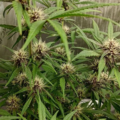 Lemon Cherry Cookies  #1 growlog timeline photo