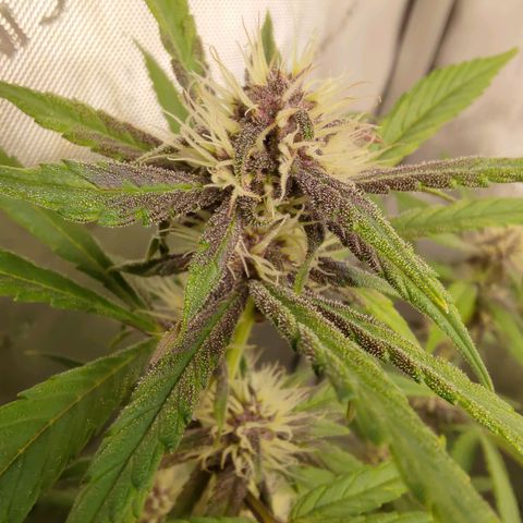 Lemon Cherry Cookies  #1 growlog timeline photo