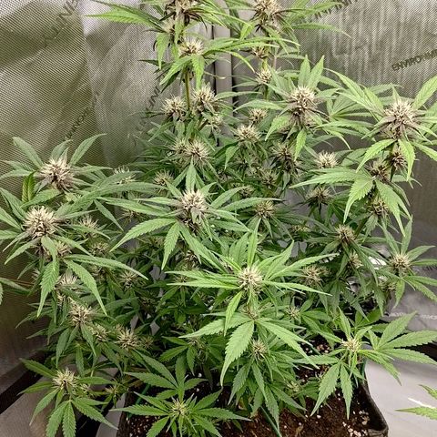 Lemon Cherry Cookies  #1 growlog timeline photo