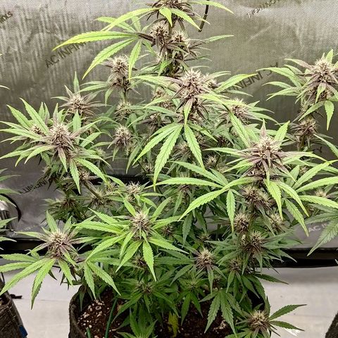 Lemon Cherry Cookies  #2 growlog timeline photo