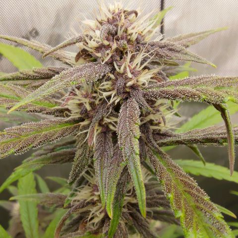 Lemon Cherry Cookies  #2 growlog timeline photo
