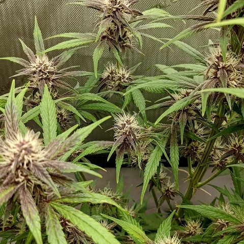 Lemon Cherry Cookies  #2 growlog timeline photo