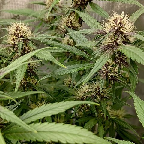Lemon Cherry Cookies  #3 growlog timeline photo