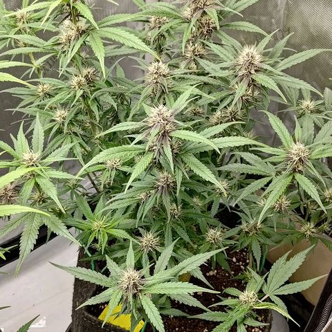 Lemon Cherry Cookies  #3 growlog timeline photo