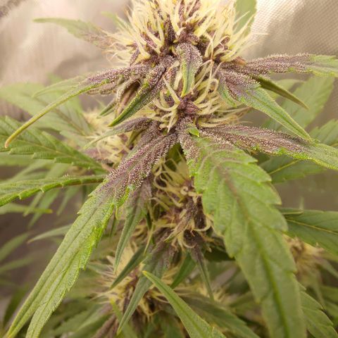 Lemon Cherry Cookies  #3 growlog timeline photo