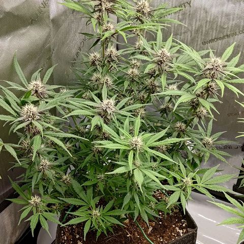 Lemon Cherry Cookies  #1 growlog timeline photo