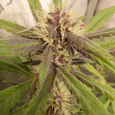 Lemon Cherry Cookies  #1 growlog timeline photo