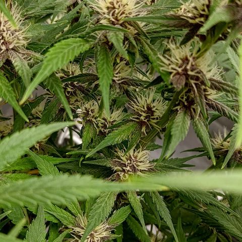 Lemon Cherry Cookies  #1 growlog timeline photo