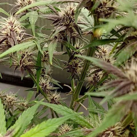 Lemon Cherry Cookies  #2 growlog timeline photo