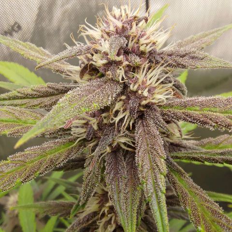 Lemon Cherry Cookies  #2 growlog timeline photo