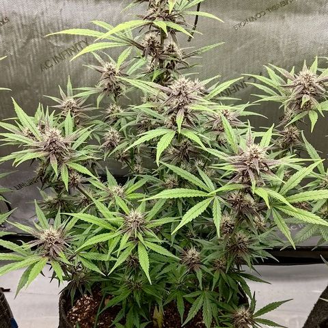 Lemon Cherry Cookies  #2 growlog timeline photo