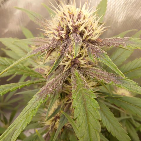 Lemon Cherry Cookies  #3 growlog timeline photo