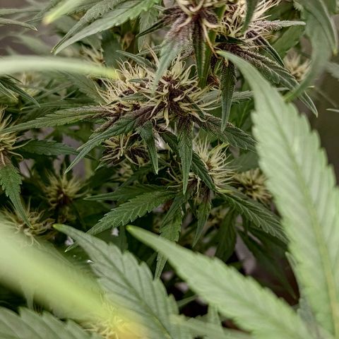 Lemon Cherry Cookies  #3 growlog timeline photo
