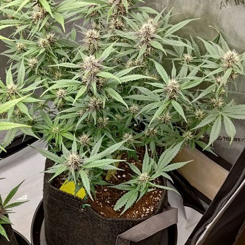 Lemon Cherry Cookies  #3 growlog timeline photo