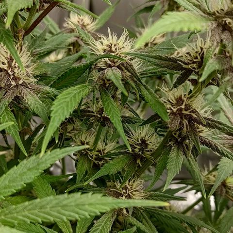 Lemon Cherry Cookies  #1 growlog timeline photo