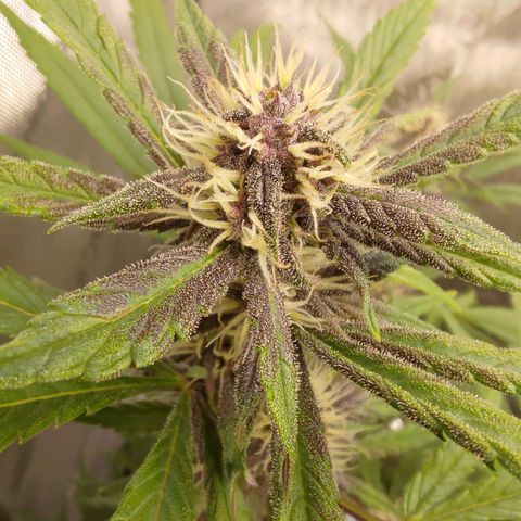 Lemon Cherry Cookies  #1 growlog timeline photo