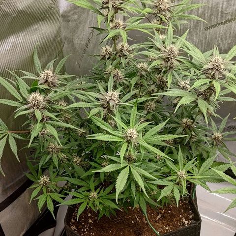 Lemon Cherry Cookies  #1 growlog timeline photo