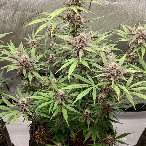 Lemon Cherry Cookies  #2 growlog timeline photo