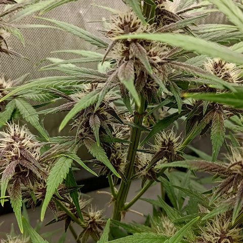 Lemon Cherry Cookies  #2 growlog timeline photo