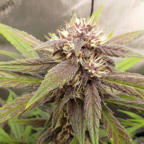 Lemon Cherry Cookies  #2 growlog timeline photo