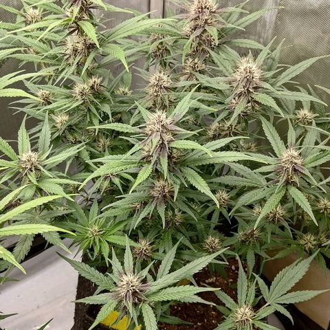 Lemon Cherry Cookies  #3 growlog timeline photo