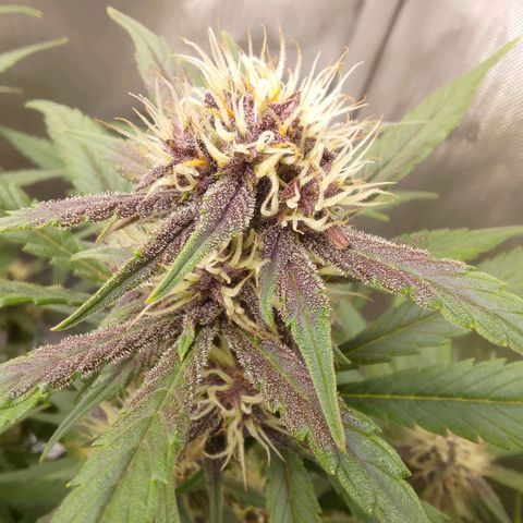 Lemon Cherry Cookies  #3 growlog timeline photo