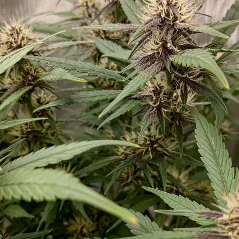 Lemon Cherry Cookies  #3 growlog timeline photo