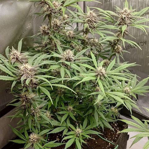 Lemon Cherry Cookies  #1 growlog timeline photo