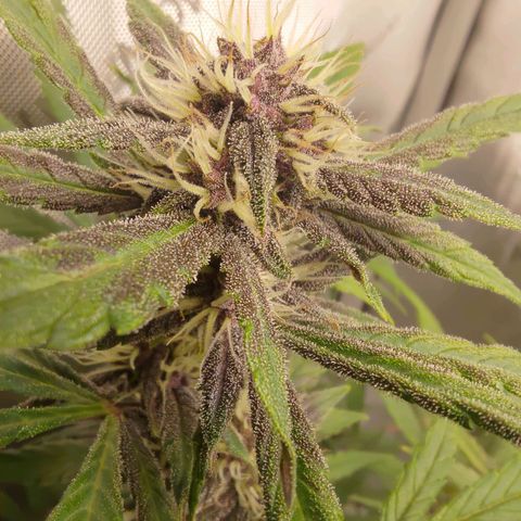 Lemon Cherry Cookies  #1 growlog timeline photo
