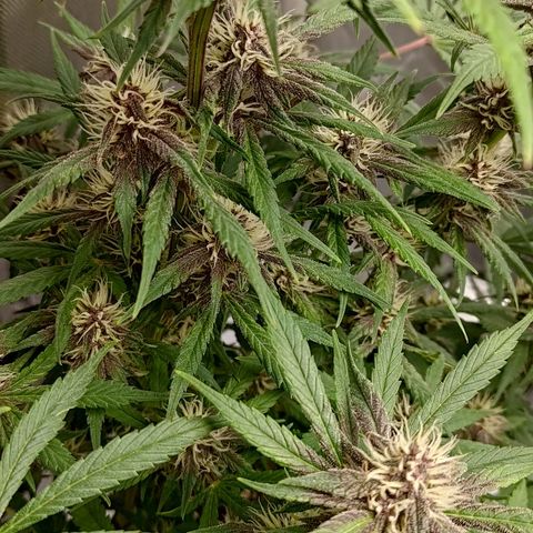 Lemon Cherry Cookies  #1 growlog timeline photo