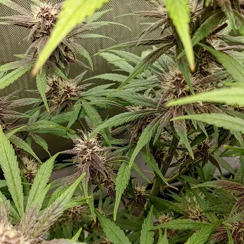 Lemon Cherry Cookies  #2 growlog timeline photo
